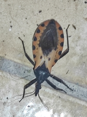 Triatoma dimidiata