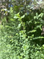 Prostanthera violacea