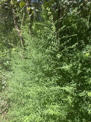 Prostanthera violacea