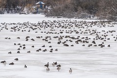 Branta canadensis