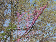 Cercis canadensis