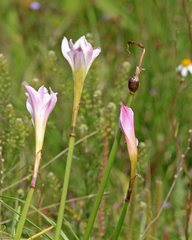 Zephyranthes simpsonii