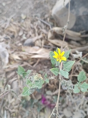 Simsia foetida