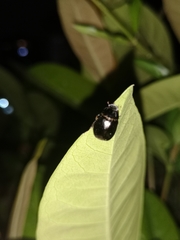 Apogonia cribricollis