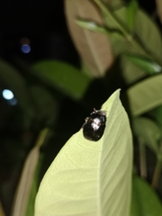 Apogonia cribricollis