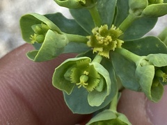 Euphorbia lurida