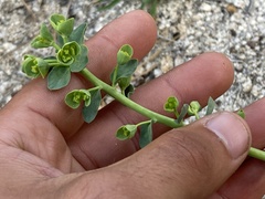 Euphorbia lurida