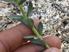 Euphorbia lurida