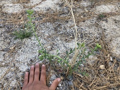 Euphorbia lurida