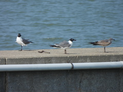 Leucophaeus atricilla