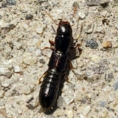 Osoriinae