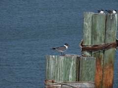 Leucophaeus atricilla