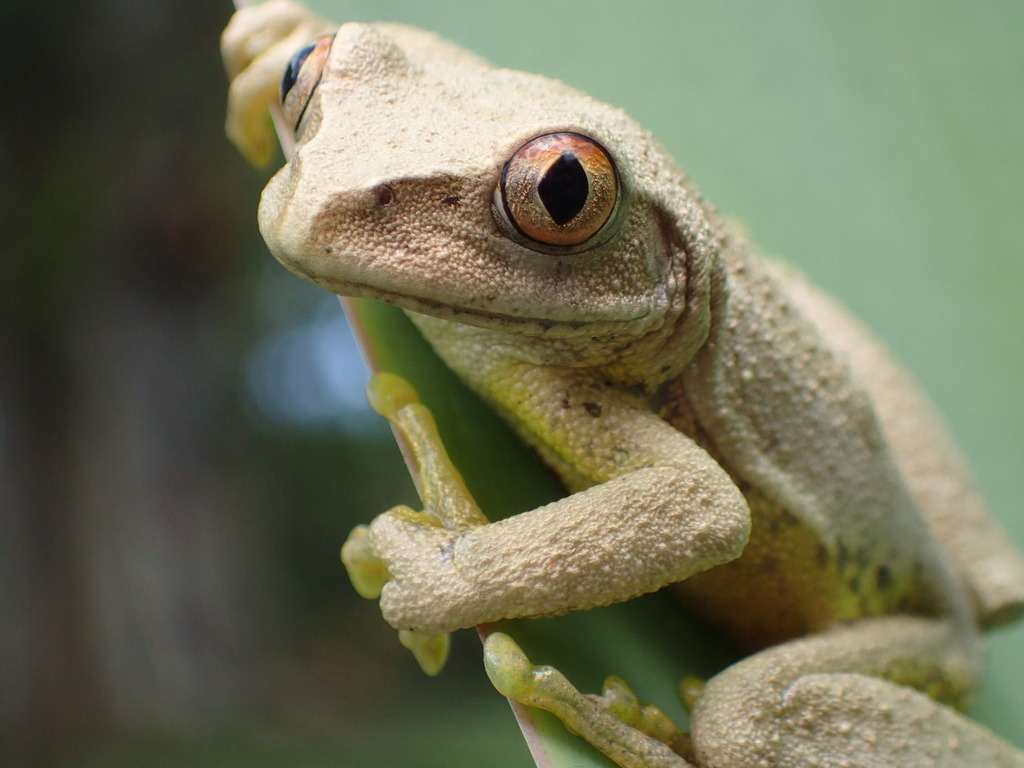 Dime Forest Treefrog