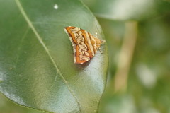 Choreutis periploca