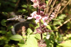 Coelioxys albolineatus
