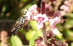 Coelioxys albolineatus