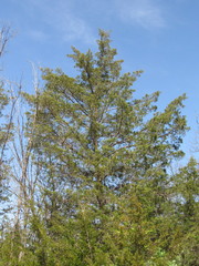 Juniperus virginiana