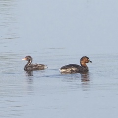 Tachybaptus ruficollis