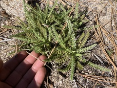 Horkelia clevelandii