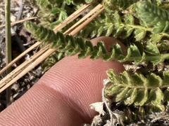 Horkelia clevelandii