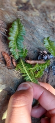 Blechnum microphyllum