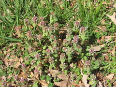 Lamium purpureum