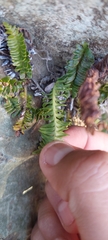 Blechnum microphyllum