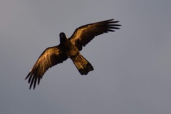 Zanda funerea funerea