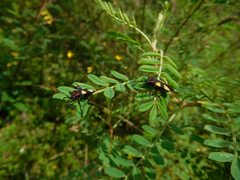 Oncopeltus orourkeae