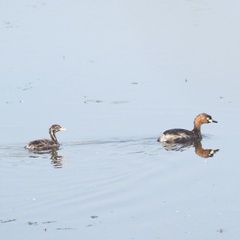 Tachybaptus ruficollis