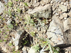 Lessingia micradenia