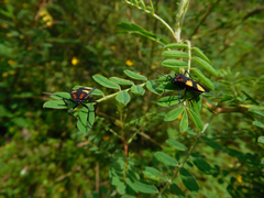 Oncopeltus orourkeae
