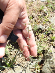 Lessingia micradenia