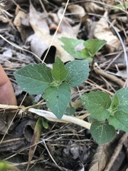 Physalis virginiana