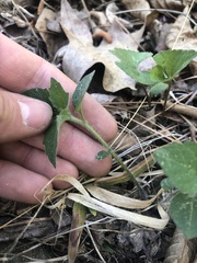 Physalis virginiana