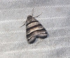 Flammona quadrifasciata