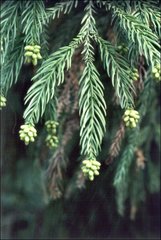 Cryptomeria japonica