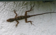 Anolis stratulus
