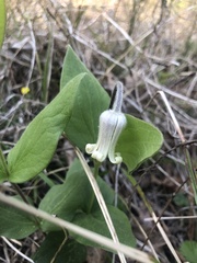 Clematis ochroleuca