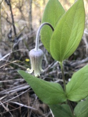 Clematis ochroleuca