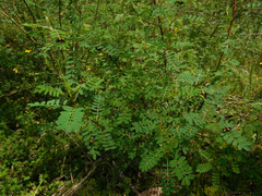 Oncopeltus orourkeae