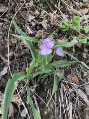 Tradescantia ozarkana