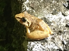 Pristimantis achatinus
