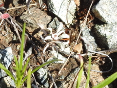 Hesperevax sparsiflora