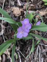 Tradescantia ozarkana