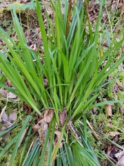 Carex hendersonii