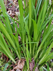 Carex hendersonii