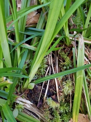 Carex hendersonii