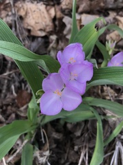 Tradescantia ozarkana