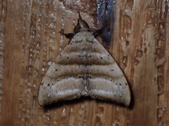 Falcatelodes anava